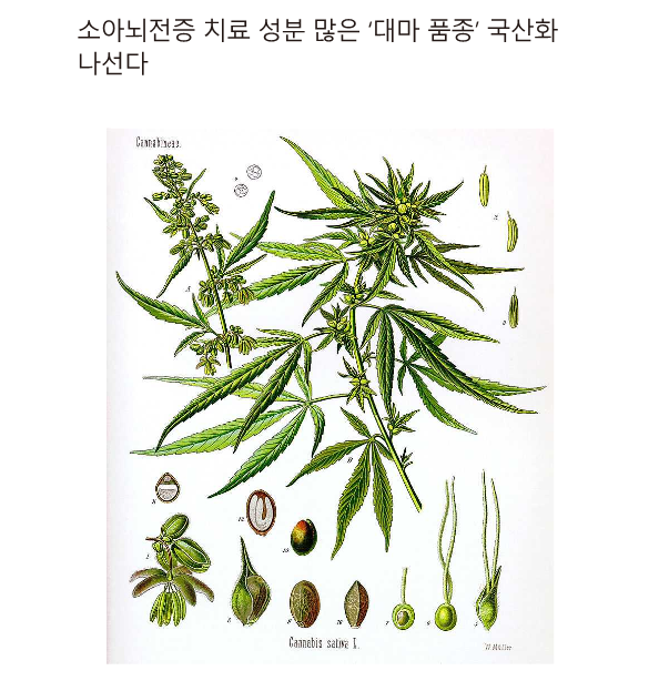 소아뇌전증 치료성분 많은 - 동아사이언스_1.png
